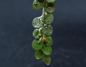 Andinia nummularia