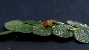 Andinia nummularia