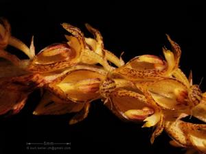 Bulbophyllum sicyobulbon