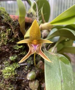 Bulbophyllum smitinandii
