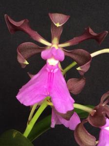 Encyclia cordigera