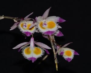 Dendrobium devonianum