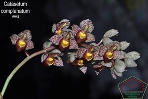 Catasetum complanatum