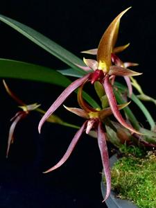 Bulbophyllum trigonosepalum