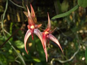 Bulbophyllum vanvuurenii