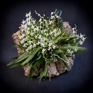 Ornithocephalus manabina