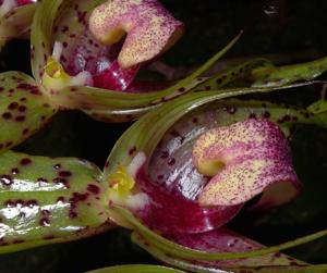 Bulbophyllum ericssonii