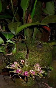 Bulbophyllum ericssonii
