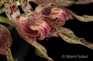 Bulbophyllum ericssonii