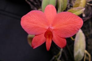 Cattleya mantiqueirae