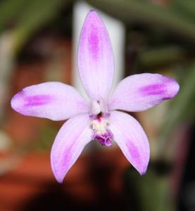 Cattleya ghillanyi