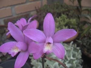 Cattleya ghillanyi