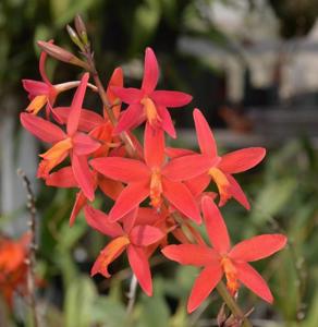 Cattleya milleri