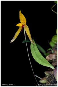 Bulbophyllum williamsii