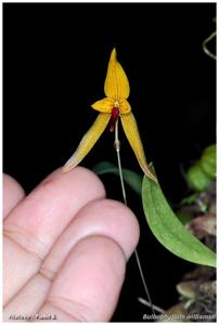 Bulbophyllum williamsii