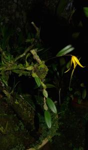 Bulbophyllum williamsii