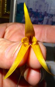 Bulbophyllum williamsii
