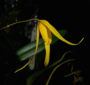 Bulbophyllum williamsii