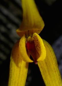 Bulbophyllum williamsii