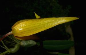 Bulbophyllum williamsii