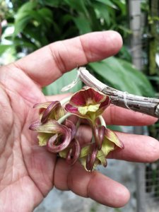 Dendrobium sarawakense