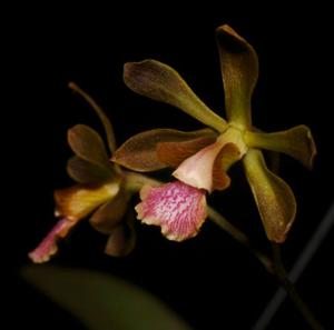 Encyclia andrichii