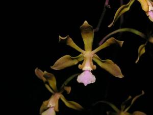 Encyclia andrichii