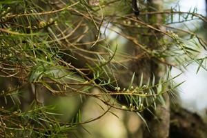 Maxillaria graminifolia