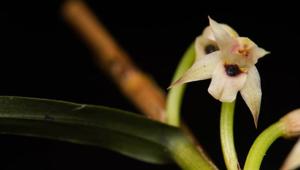 Maxillaria graminifolia