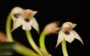 Maxillaria graminifolia