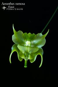 Aeranthes ramosa