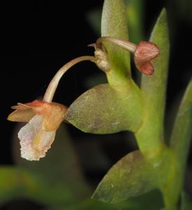 Dendrobium mannii