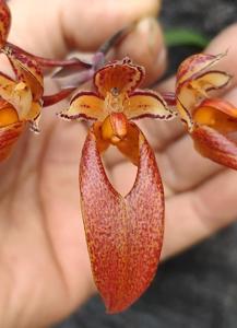 Bulbophyllum longibrachiatum