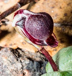 Corybas unguiculatus
