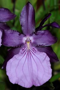 Miltonia moreliana