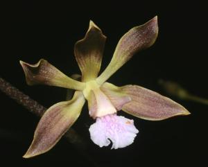 Encyclia andrichii