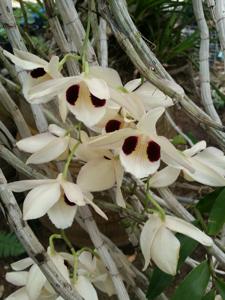 Dendrobium pulchellum