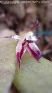 Anathallis laciniata