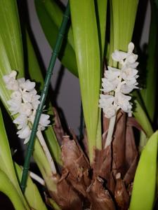 Bryobium hyacinthoides