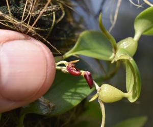 Bulbophyllum membranaceum