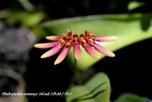 Bulbophyllum cumingii