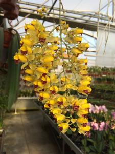 Gomesa echinata