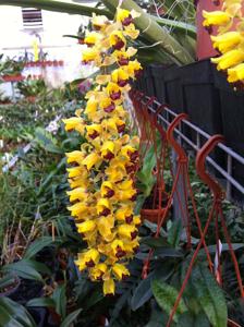 Gomesa echinata
