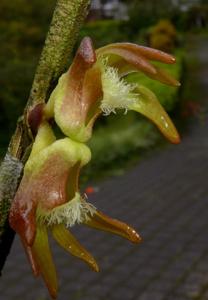 Dendrobium gjellerupii