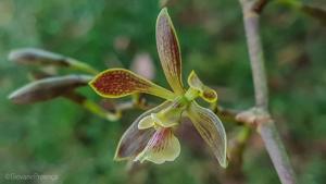 Encyclia patens