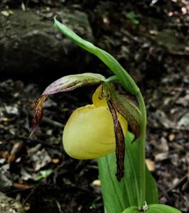 Cypripedium kentuckiense