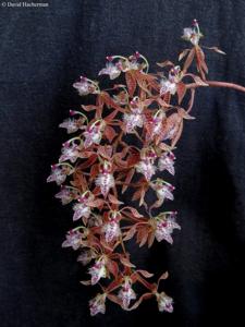 Polycycnis muscifera