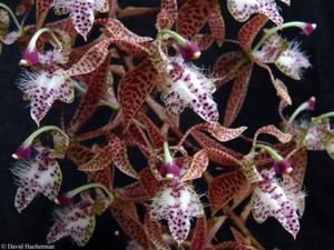 Polycycnis muscifera