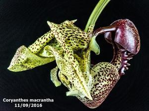 Coryanthes macrantha