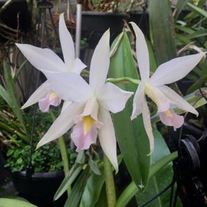 Laelia anceps subsp. anceps